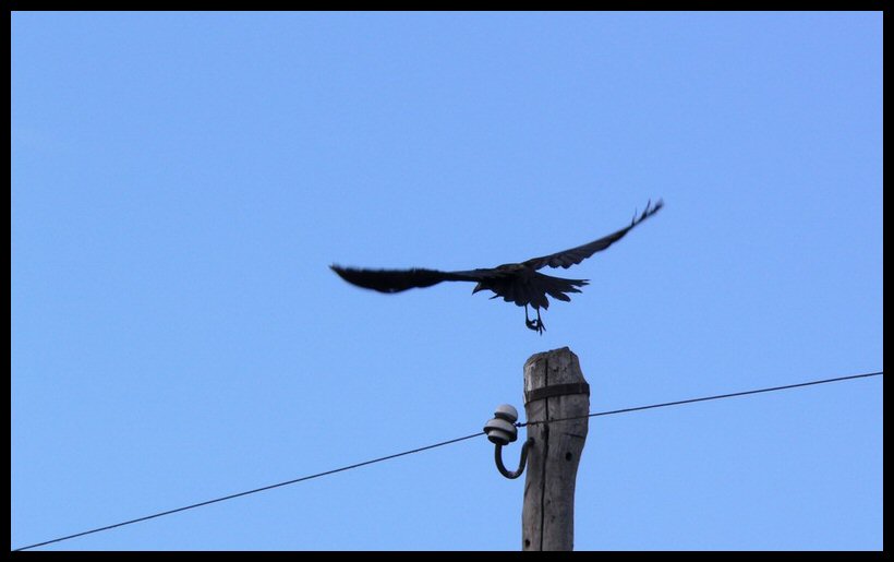 photo "Take off" tags: nature, wild animals