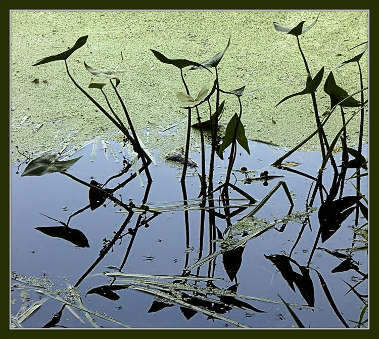 photo "Marsh figures" tags: nature, flowers