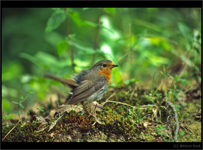 photo "Nestling" tags: nature, wild animals