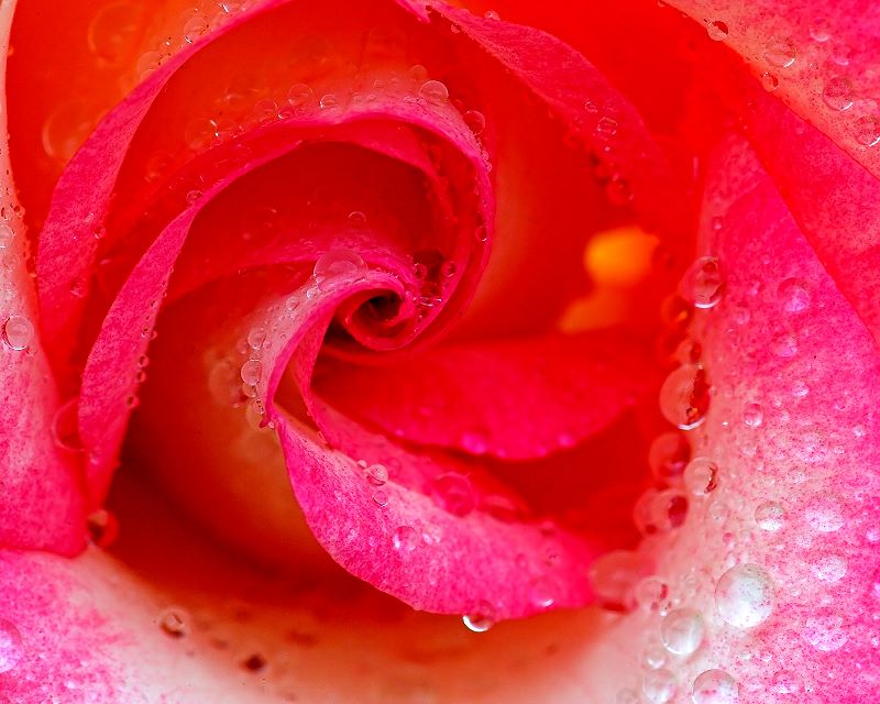 фото "Red Rose" метки: , 