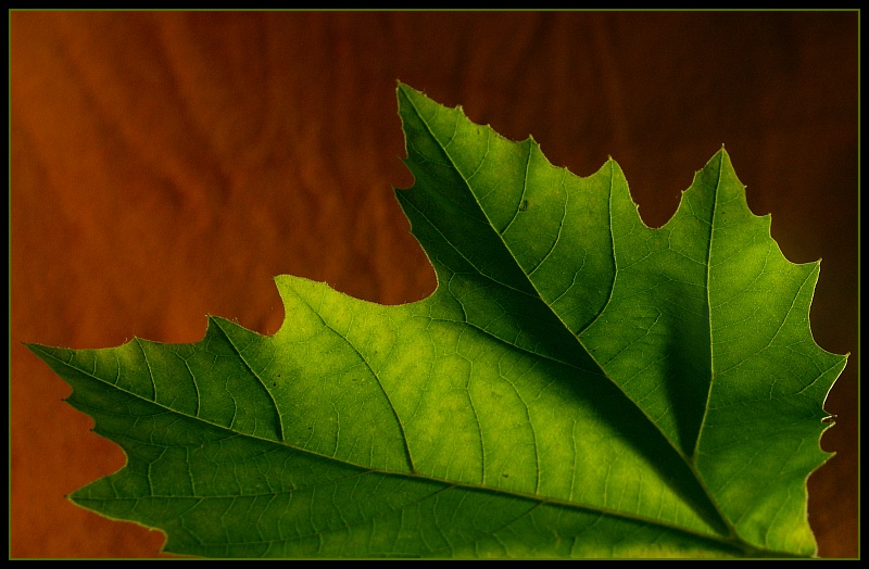 photo "Leaf" tags: abstract, 