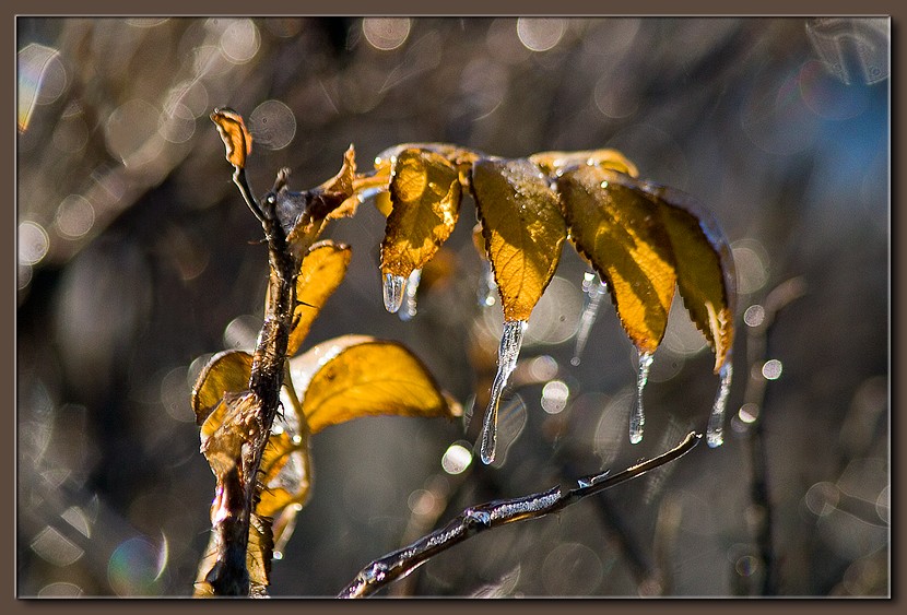 фото "Замерзший дождь (4)" метки: природа, цветы