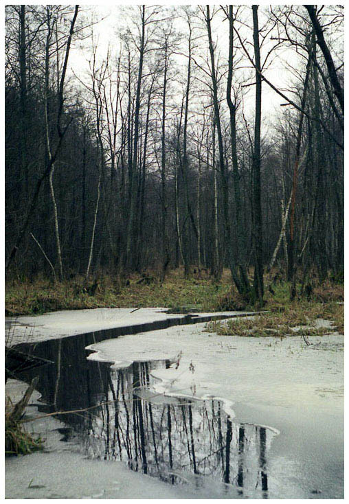 photo "Spring" tags: landscape, spring, water