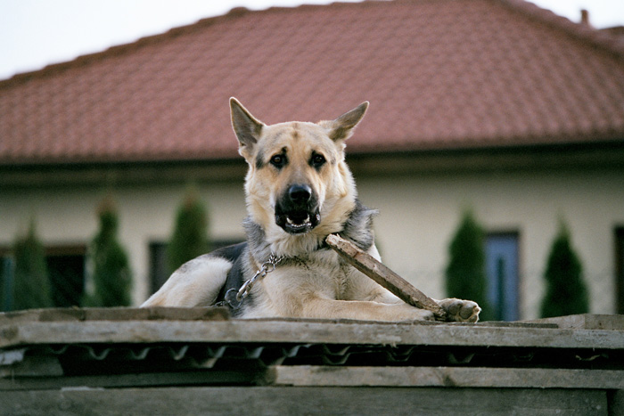 photo "mydog" tags: nature, pets/farm animals