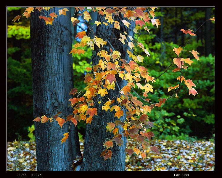 photo "***" tags: landscape, autumn, forest