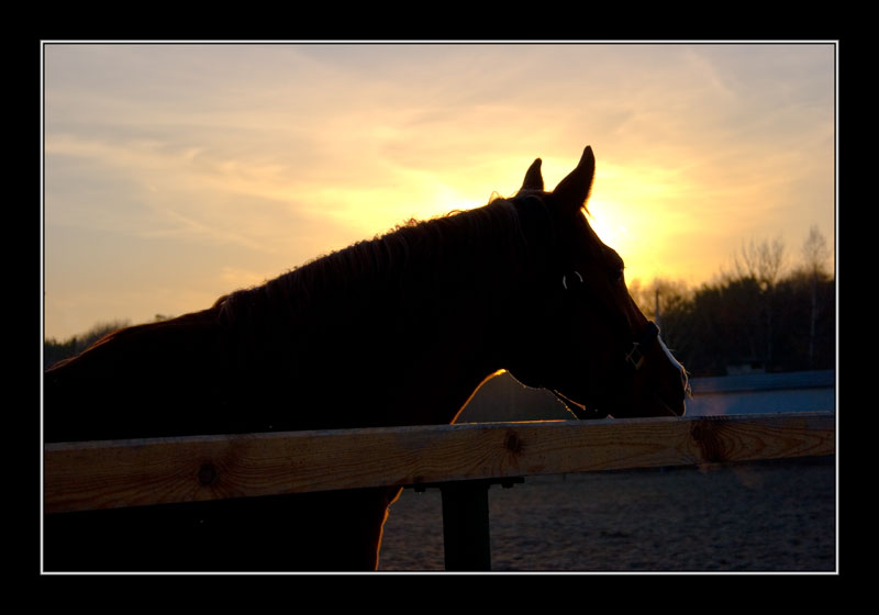 photo "***" tags: landscape, nature, pets/farm animals, sunset