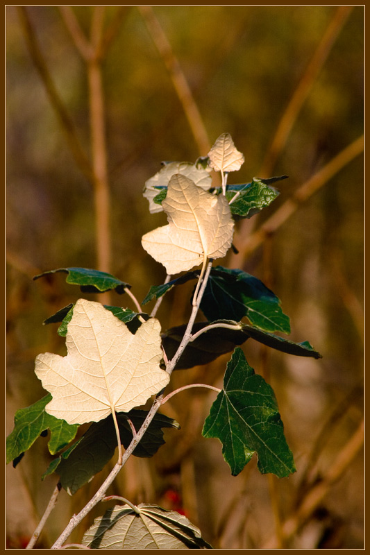 photo "A poplar" tags: landscape, nature, autumn, flowers