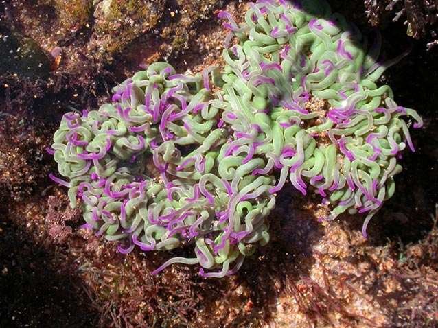 photo "anemones" tags: nature, macro and close-up, 