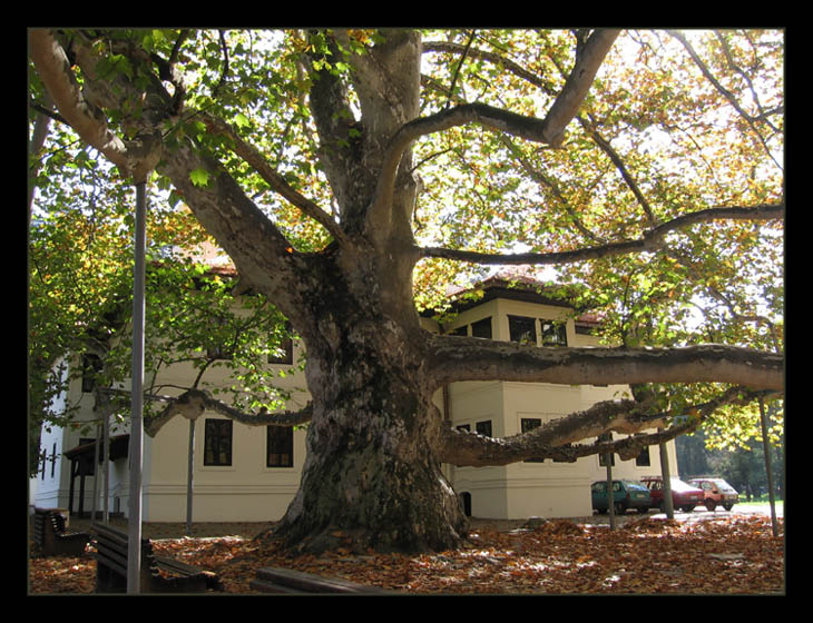 photo "Gigant tree" tags: architecture, nature, landscape, flowers