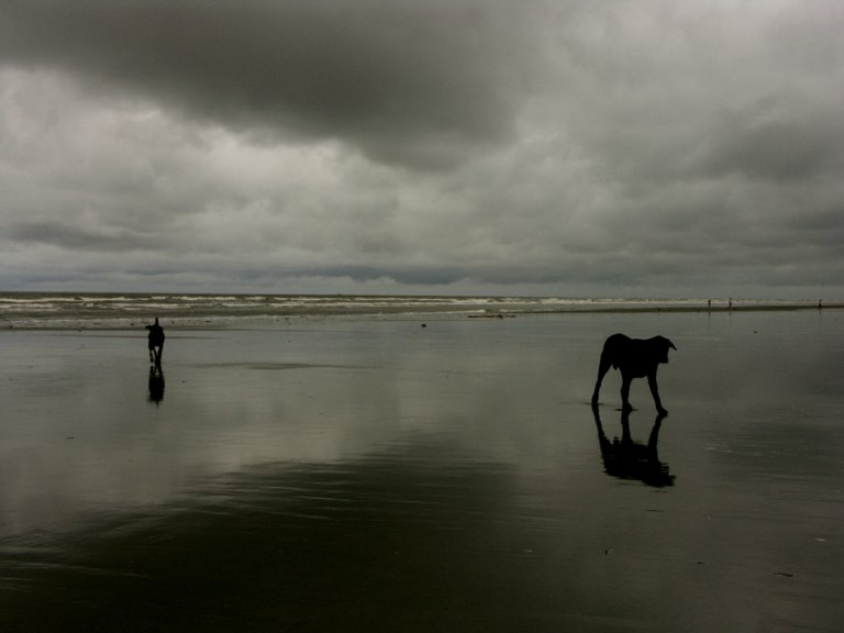 фото "In the sea shore" метки: пейзаж, природа, вода, домашние животные