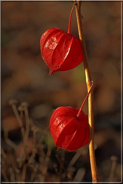 photo "Pair" tags: nature, flowers