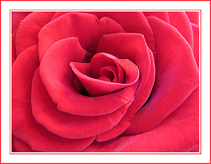 photo "Its Majesty the ROSE" tags: nature, macro and close-up, flowers