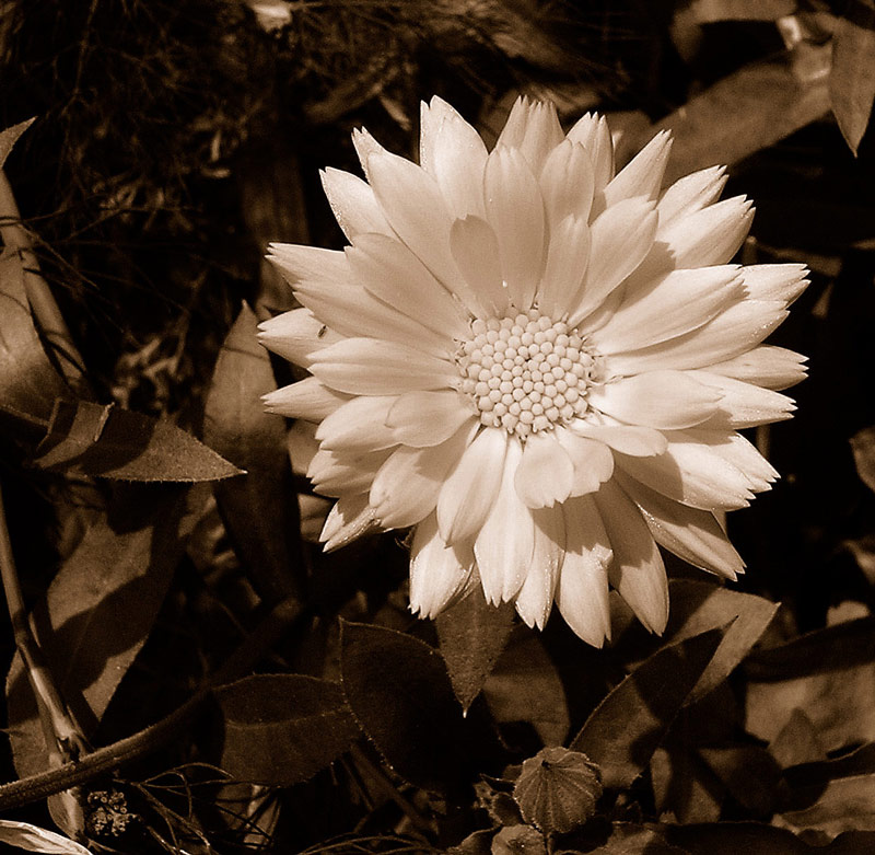 photo "***" tags: macro and close-up, 