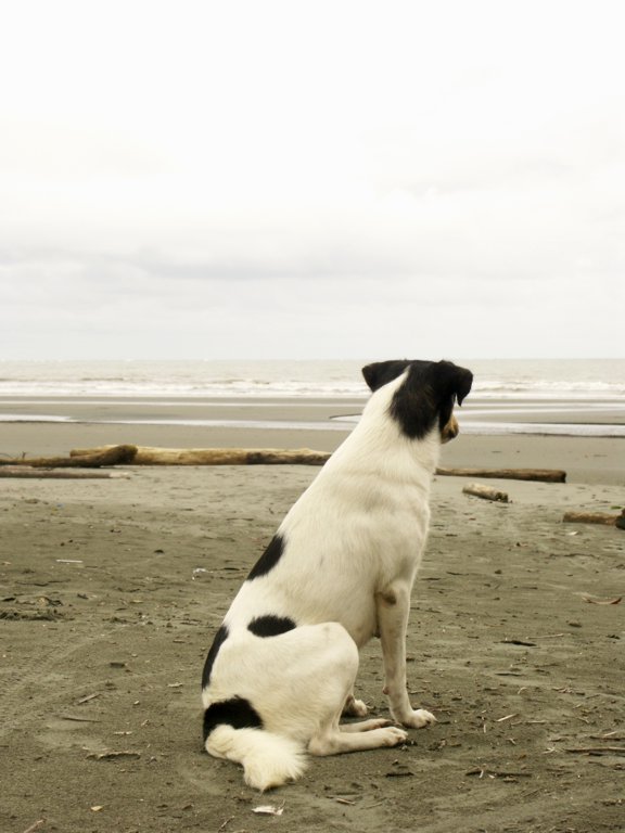 photo "...waiting." tags: landscape, nature, pets/farm animals, water