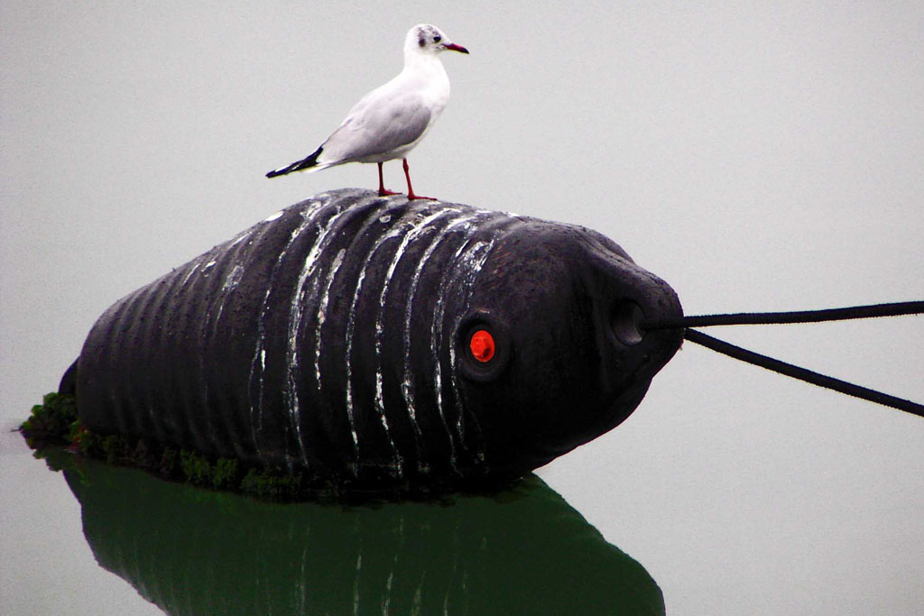 photo "The seagull and the monster" tags: nature, landscape, 