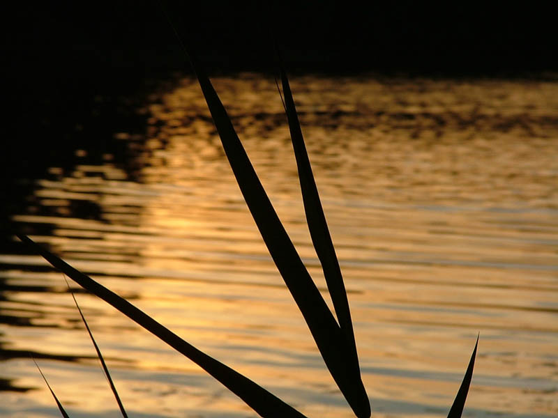 photo "Bulrush" tags: nature, landscape, flowers, sunset