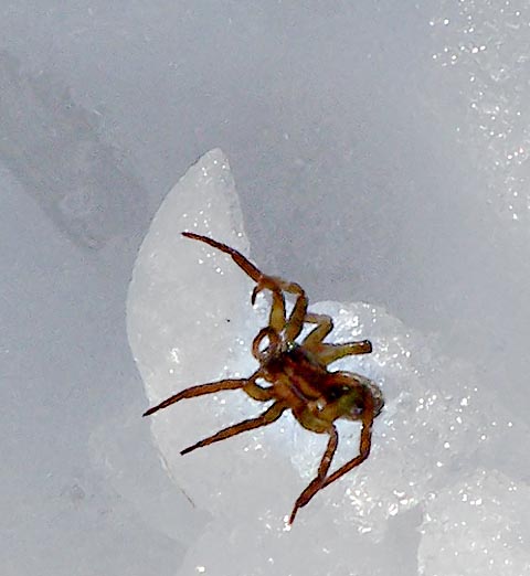 фото "Spider Living in the Snow" метки: природа, насекомое