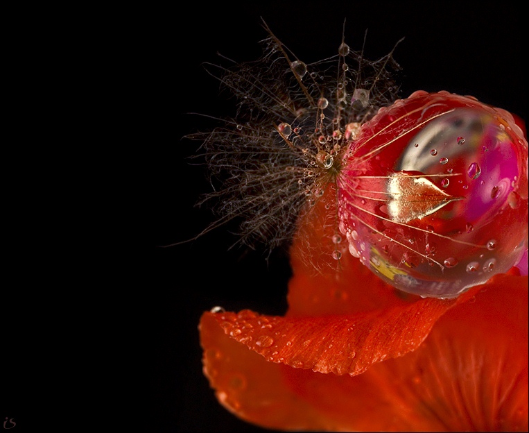 photo "fashionable lady's hat" tags: macro and close-up, nature, flowers