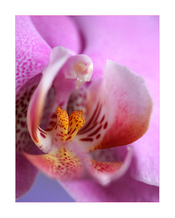 фото "Орхидея" метки: природа, макро и крупный план, цветы