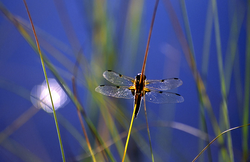 фото "Dragonfly" метки: природа, насекомое