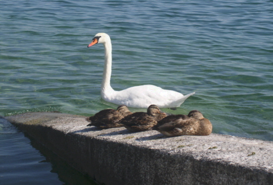 photo "Lake Geneva" tags: travel, landscape, Europe, water