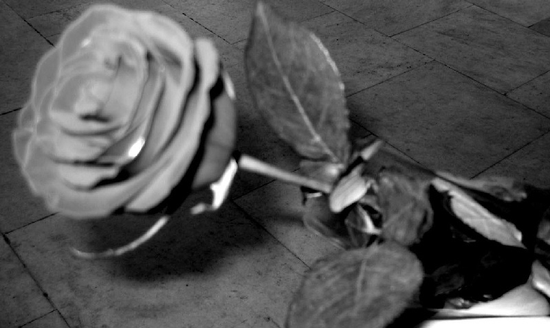 photo "***" tags: black&white, nature, flowers