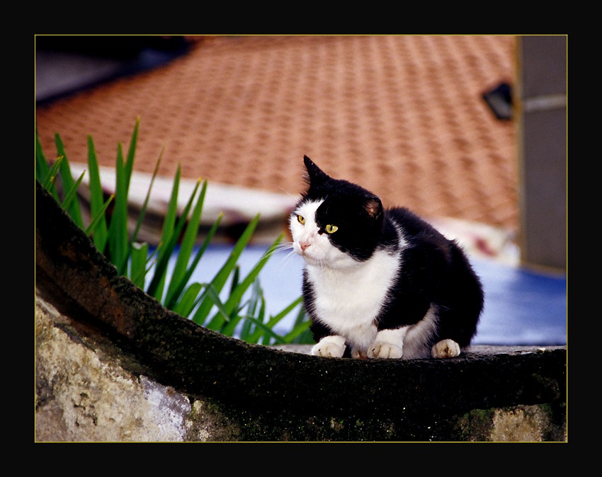 photo "Tom the Cat" tags: nature, humor, pets/farm animals