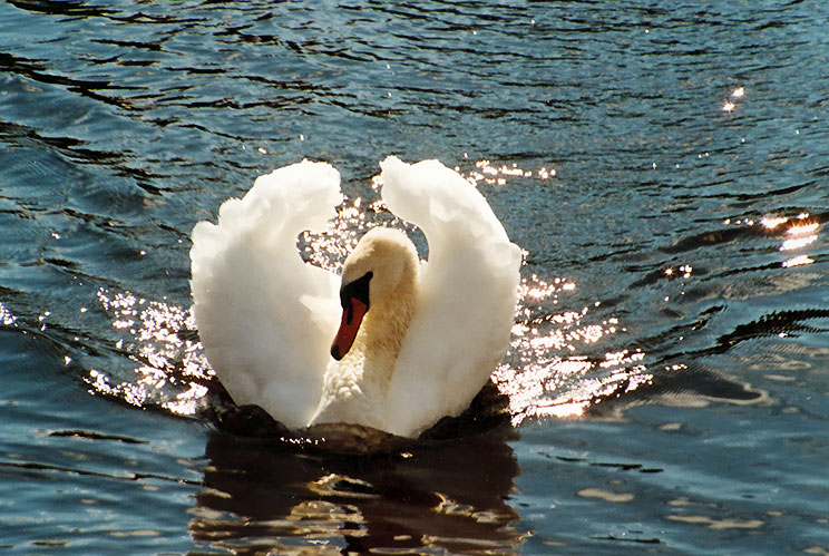 photo "Swan" tags: misc., 