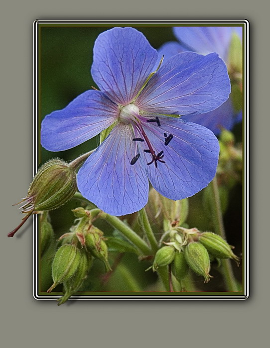 photo "Meadow geranium" tags: nature, flowers