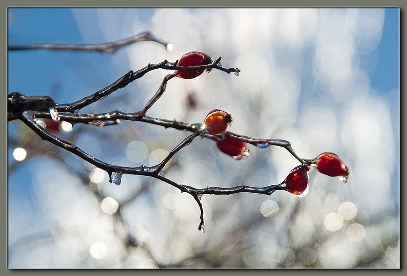 photo "Frozen Rain (5)" tags: nature, flowers