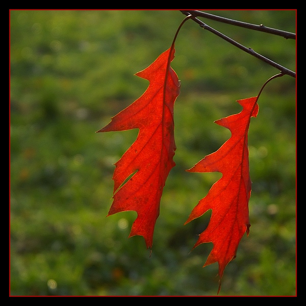 photo "Red autumn" tags: nature, 