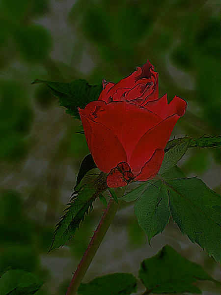 photo "Rose" tags: nature, flowers