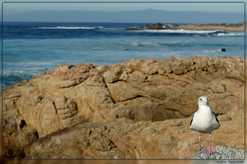photo "Sea Gull Territory" tags: landscape, nature, water, wild animals