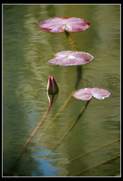 photo "***" tags: , 
