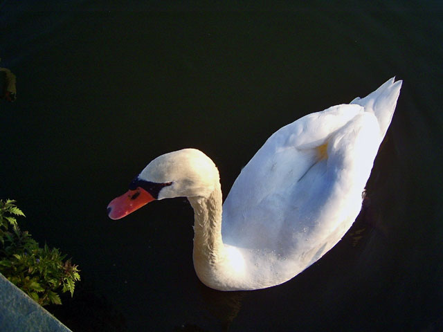 photo "white" tags: landscape, nature, pets/farm animals, water