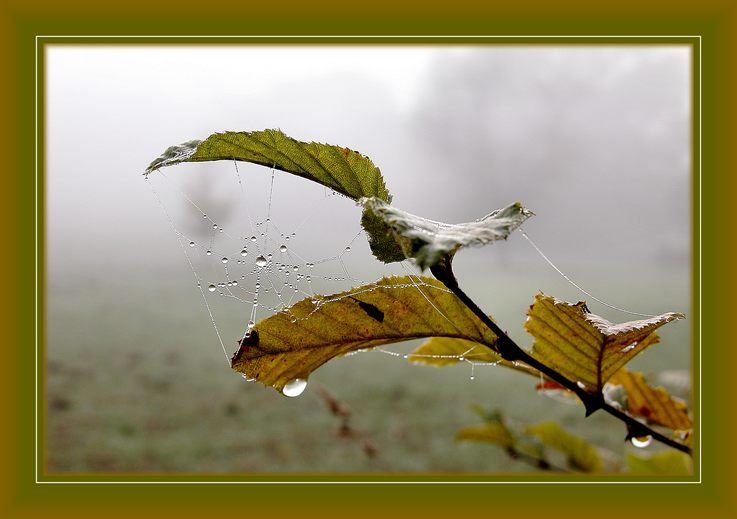 photo "November pearls" tags: nature, macro and close-up, flowers