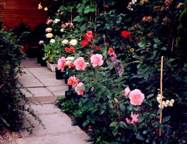 фото "You Didn't Promise Me A Rose Garden"" метки: природа, пейзаж, лето, цветы