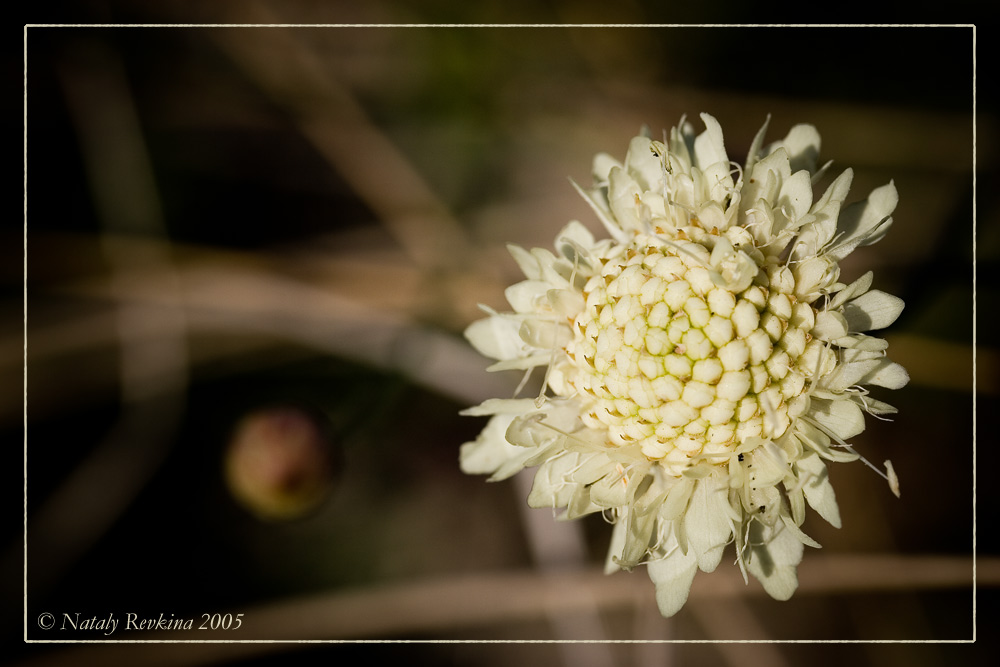 photo "* * *" tags: nature, macro and close-up, flowers