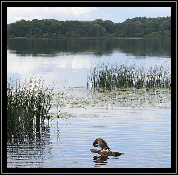 photo "Grey Neck." tags: landscape, nature, water, wild animals