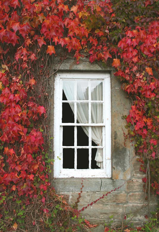 photo "Curtains..." tags: landscape, nature, autumn, flowers