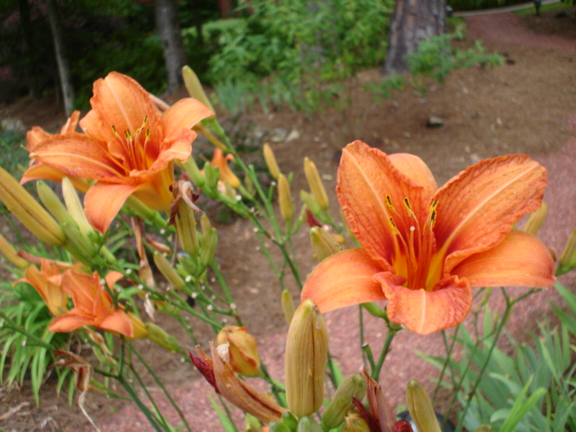 photo "Remembering summer..." tags: nature, flowers