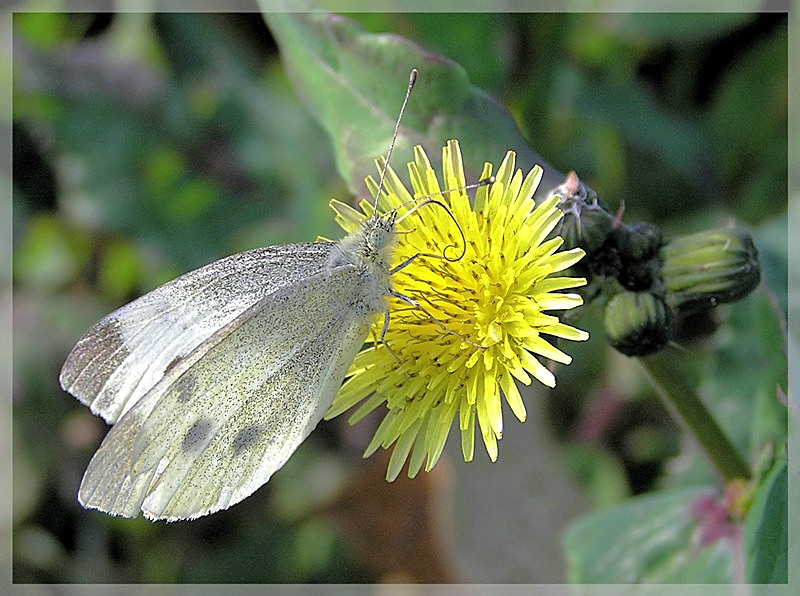 photo "***" tags: macro and close-up, nature, insect