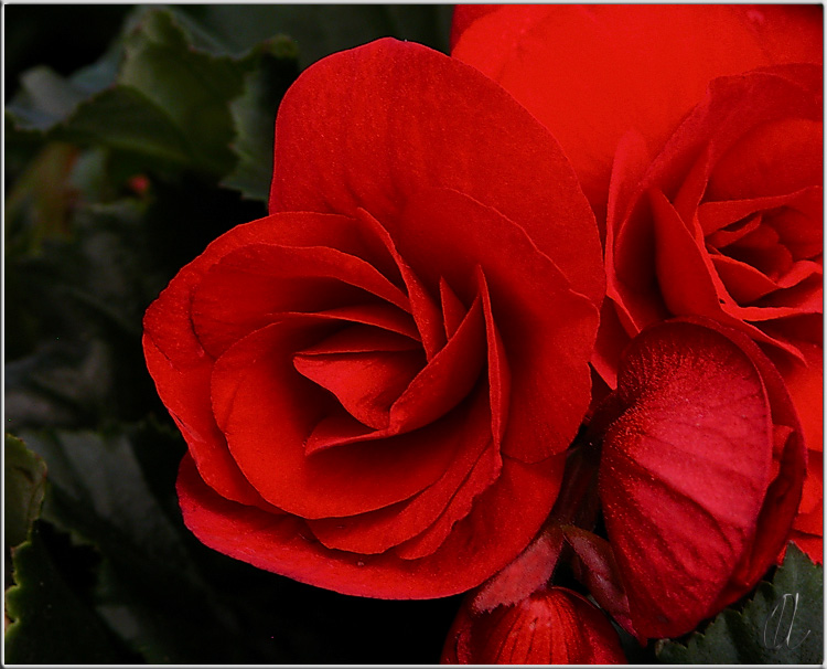 photo "Begonia 2" tags: macro and close-up, nature, flowers