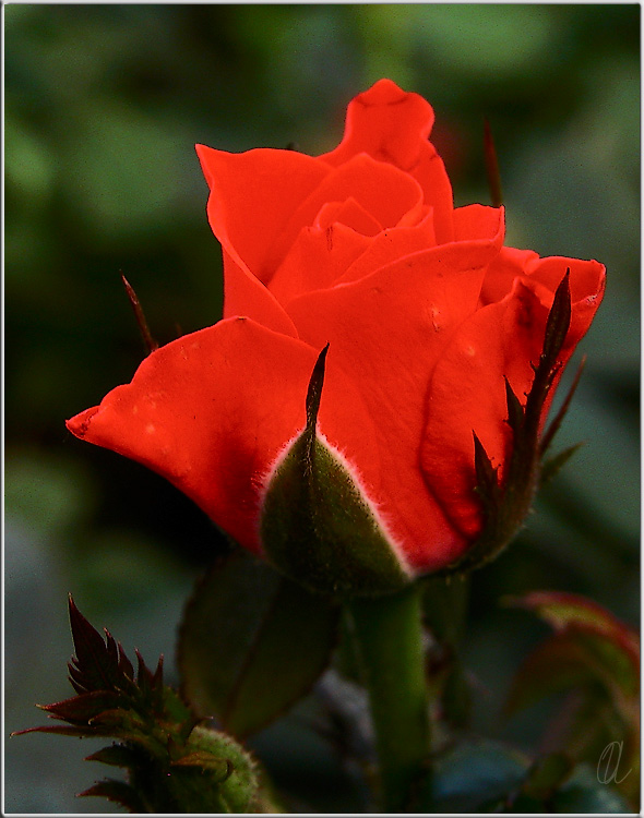 photo "***" tags: macro and close-up, nature, flowers