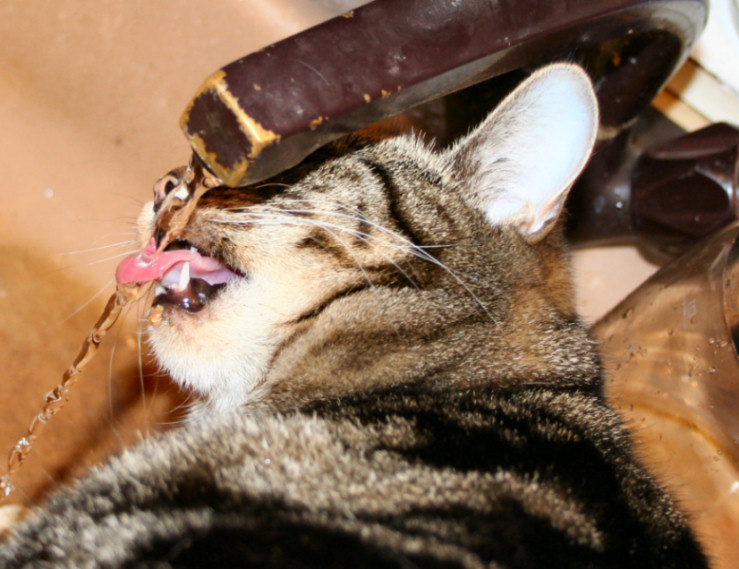 фото "thirsty cat" метки: природа, домашние животные