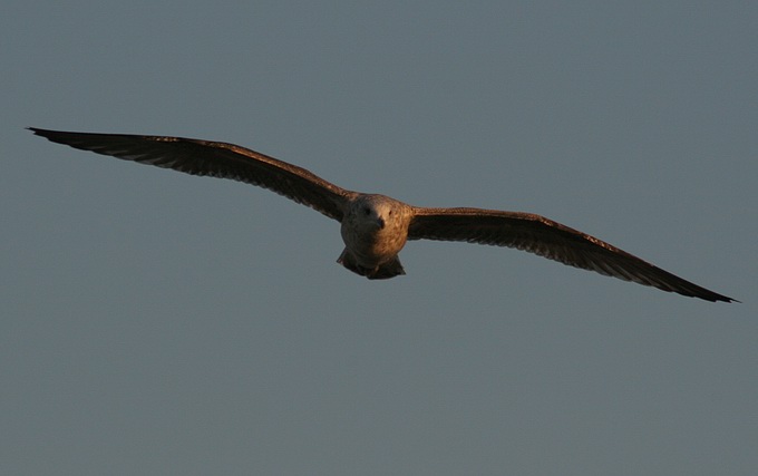 photo "Flight" tags: nature, wild animals