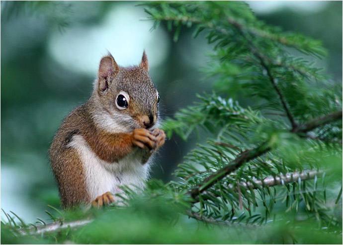 photo "Squirrel" tags: nature, wild animals