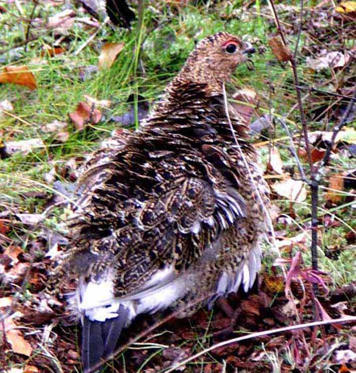 photo "The Wild pullet (the partridge)." tags: nature, wild animals