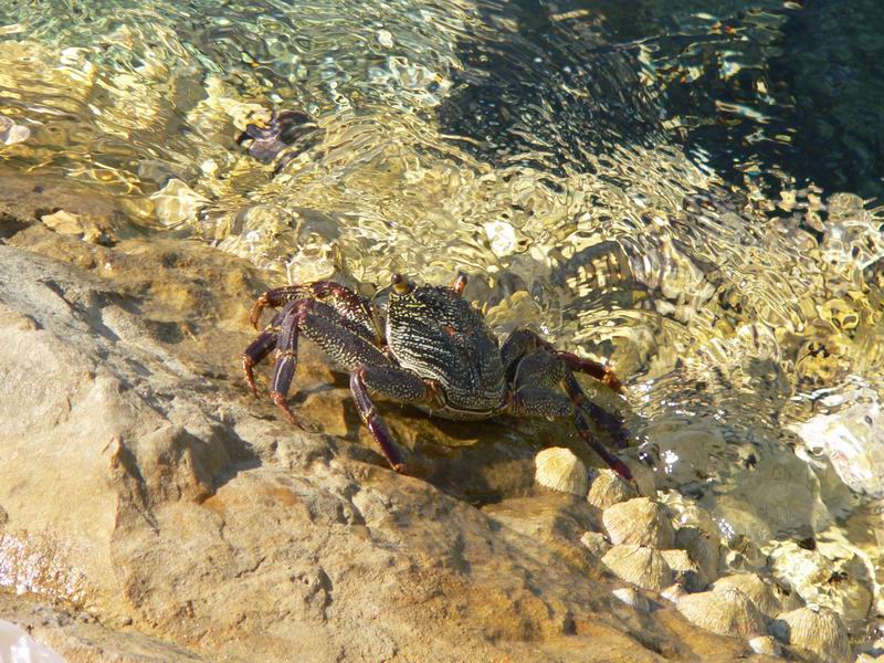 фото "Красноморский краб" метки: природа, дикие животные