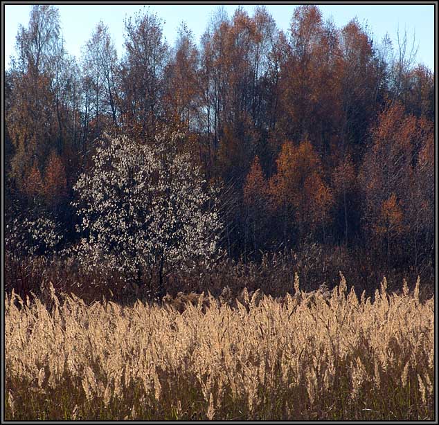 фото "Такие разные цвета осени" метки: пейзаж, осень